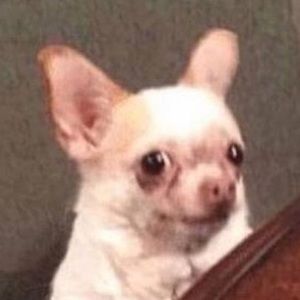 Meet your Posher, Ally